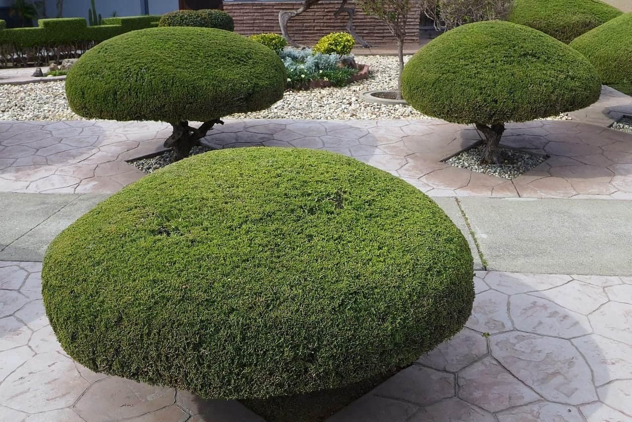 short circular trees