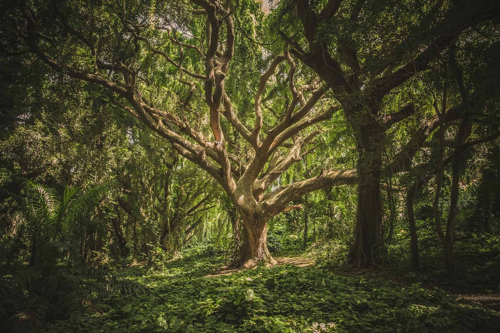 A many-branched tree in the woods