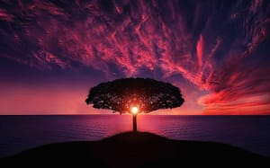 Many-branched tree in a colorful sunset